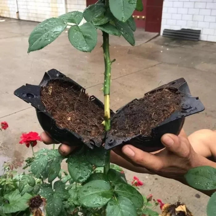 Root Growth Propagator