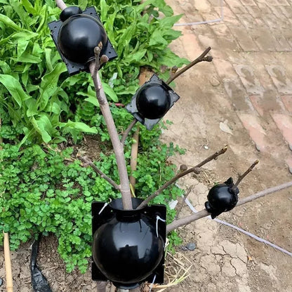 Root Growth Propagator