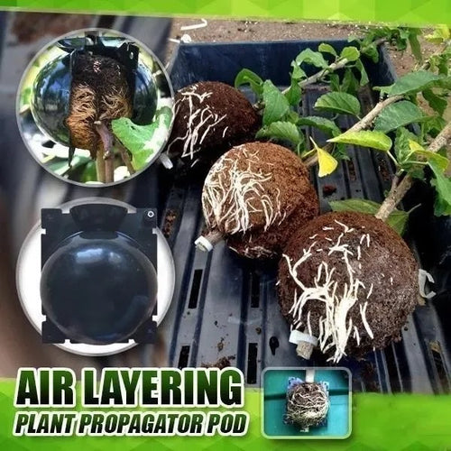 Root Growth Propagator