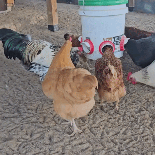 PeckFlow - DIY Chicken Feeder