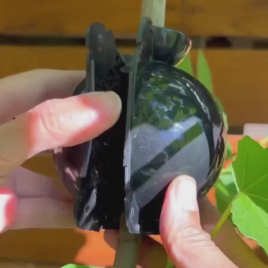 Root Growth Propagator